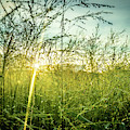 Dawn Arising From the Eyes of Terra